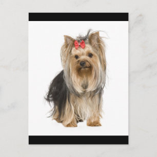 Cartão Postal Yorkshire Terrier Puppy Dog Vazio Postcard