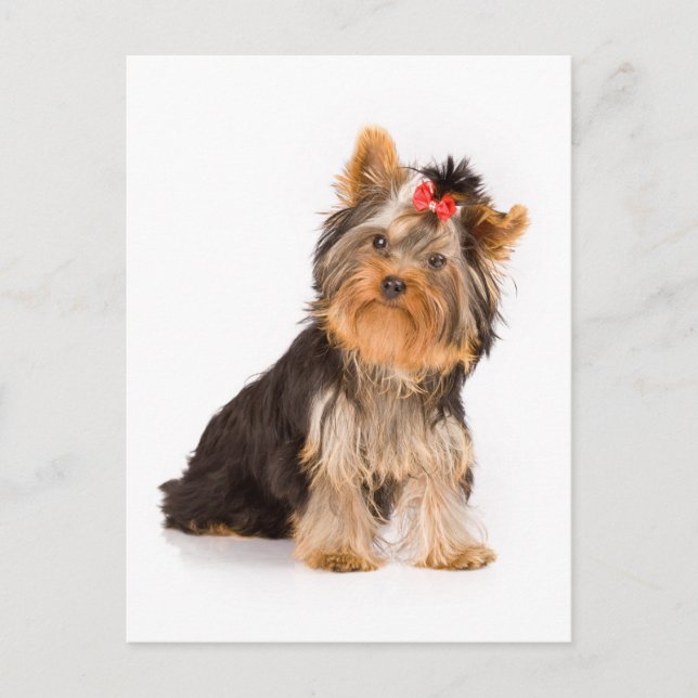 Cartão Postal Yorkshire Terrier Puppy Dog Vazio Postcard (Frente)