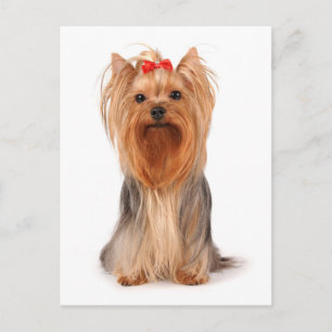 Cartão Postal Yorkshire Terrier Puppy Dog Vazio Postcard