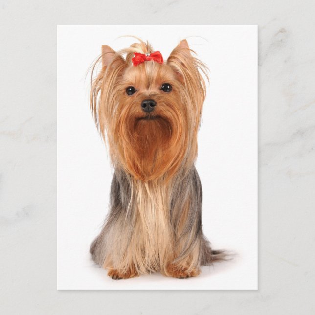 Cartão Postal Yorkshire Terrier Puppy Dog Vazio Yorkie Postcard (Frente)