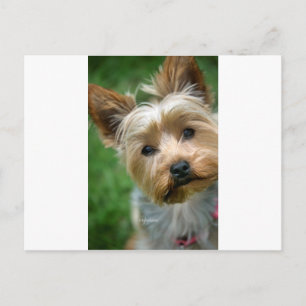 Cartão Postal Yorkshire Terrier Puppy - "jjhelene design"