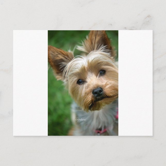Cartão Postal Yorkshire Terrier Puppy - "jjhelene design" (Frente)