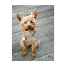 Yorkshire Terrier Puppy - jjhelene design