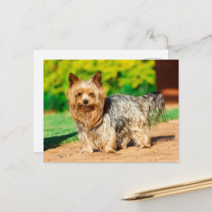 Cartão Postal Yorkshire Terrier Yorkie Breve favorita