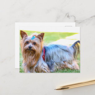Cartão Postal Yorkshire Terrier Yorkie Breve favorita