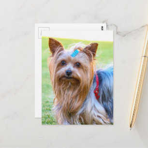 Cartão Postal Yorkshire Terrier Yorkie Breve favorita