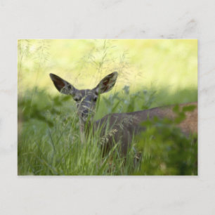 Cartão Postal Yosemite Deer
