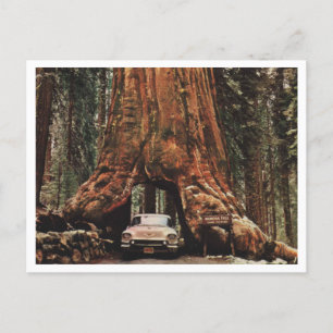 Cartão Postal Yosemite NP, Wawona Tree, 1959 Vintage Inspirada