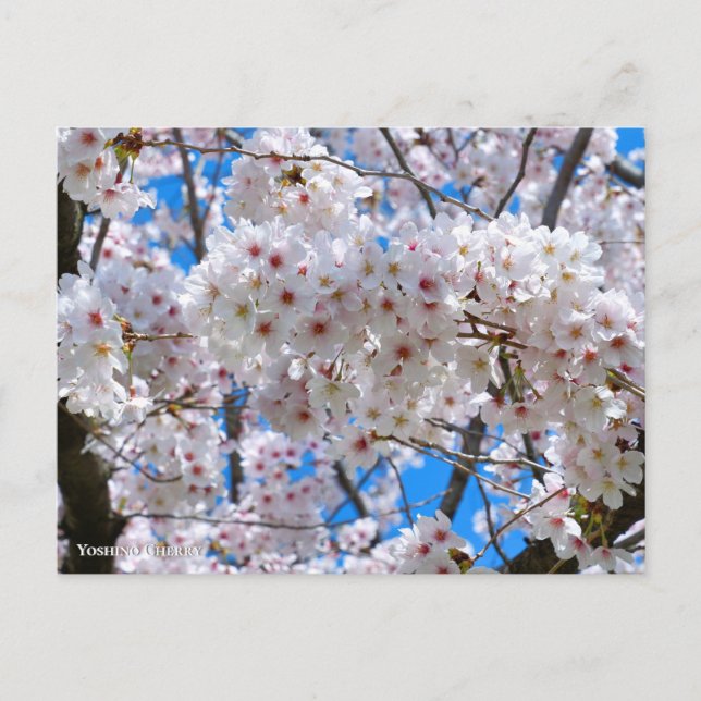Cartão Postal Yoshino Cherry (Frente)