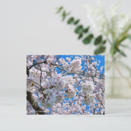 Cartão Postal Yoshino Cherry
