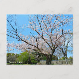 Cartão Postal Yoshino Cherry
