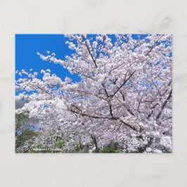Cartão Postal Yoshino Cherry
