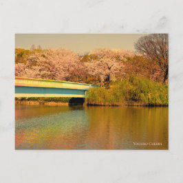 Cartão Postal Yoshino Cherry