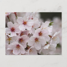 Cartão Postal Yoshino Cherry