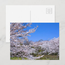 Cartão Postal Yoshino Cherry