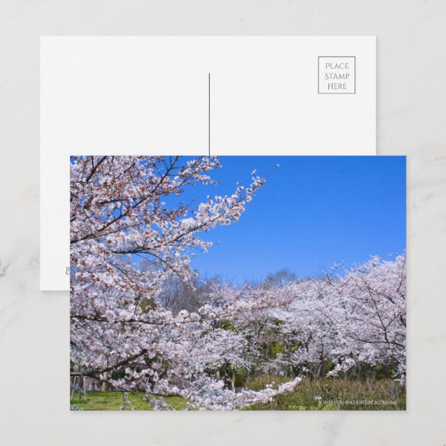 Cartão Postal Yoshino Cherry (Frente/Verso)