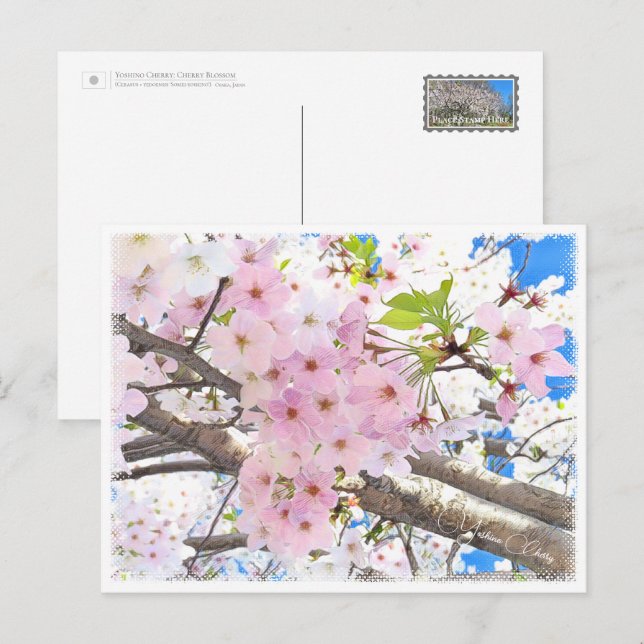 Cartão Postal Yoshino Cherry (Frente/Verso)