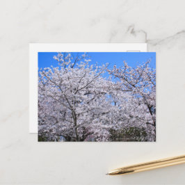 Cartão Postal Yoshino Cherry
