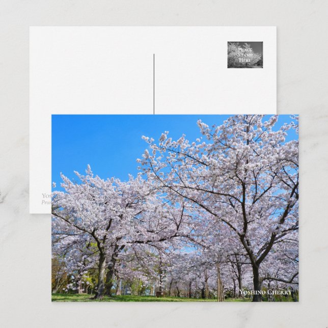 Cartão Postal Yoshino Cherry (Frente/Verso)