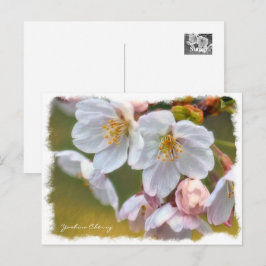 Cartão Postal Yoshino Cherry ポストカード