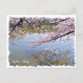 Cartão Postal Yoshino Cherry ポストカード