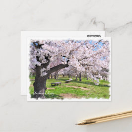 Cartão Postal Yoshino Cherry ポストカード