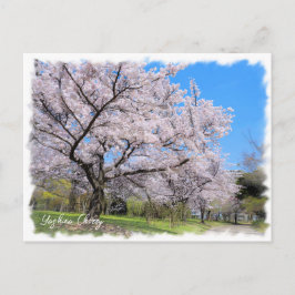 Cartão Postal Yoshino Cherry ポストカード