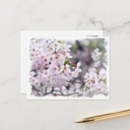 Cartão Postal Yoshino Cherry ポストカード