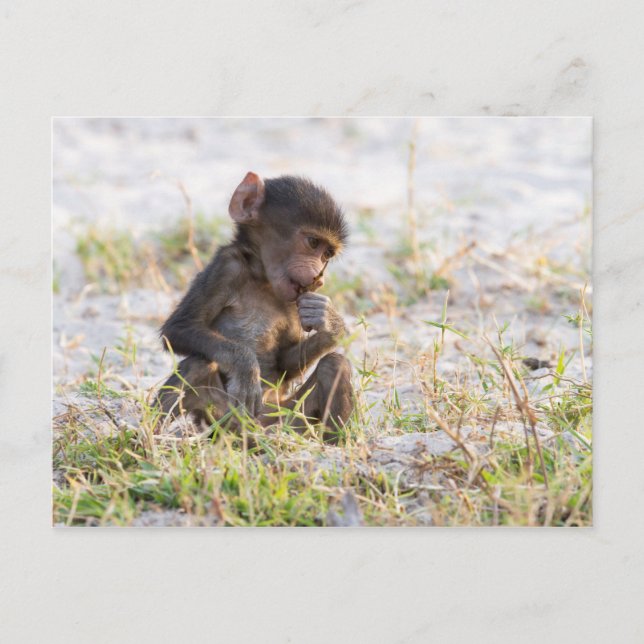 Cartão Postal Young Baboon (Frente)