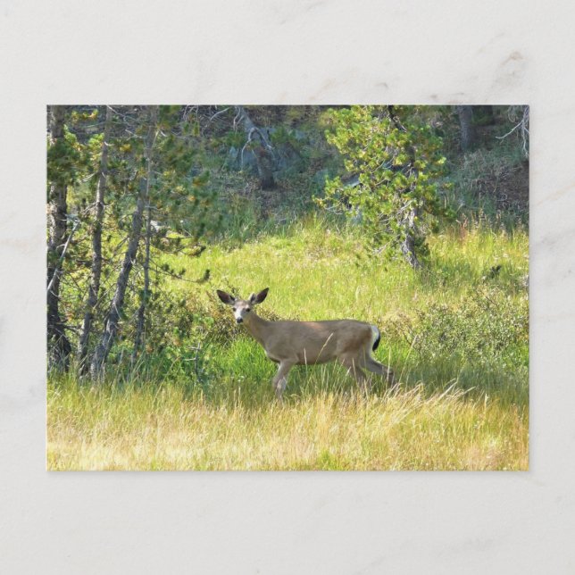 Cartão Postal Young Buck em Yosemite, Califórnia (Frente)