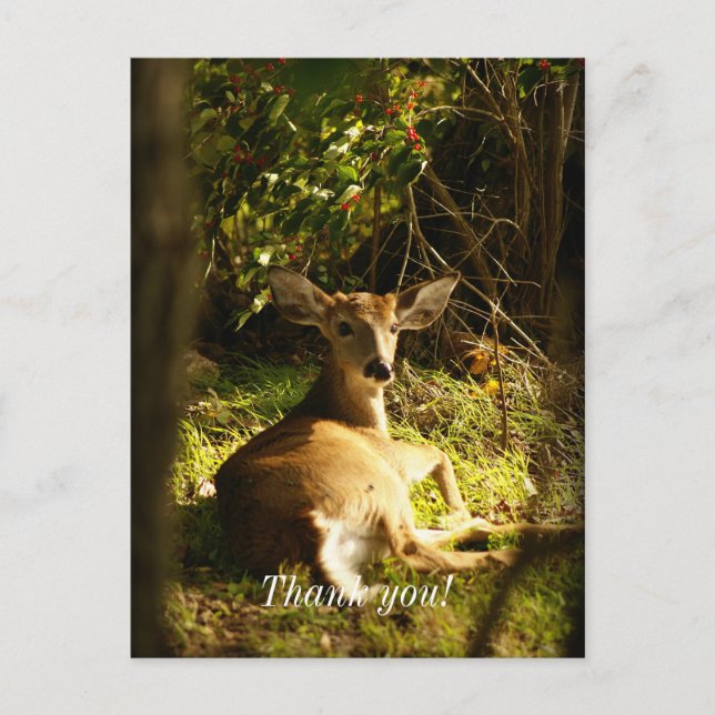 Cartão Postal Young Buck No Prado Obrigado (Frente)