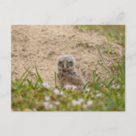Cartão Postal Young Burrowing Owl na Flórida