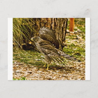 Cartão Postal Young Coopers Hawk