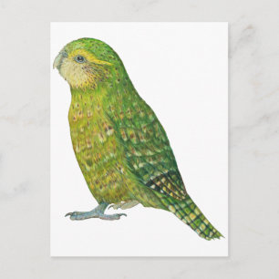 Cartão Postal Young Female Kakapo