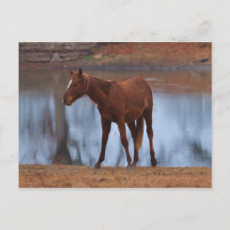 Cartão Postal Young Filly