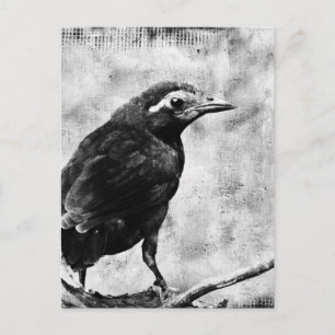 Cartão Postal Young Grackle