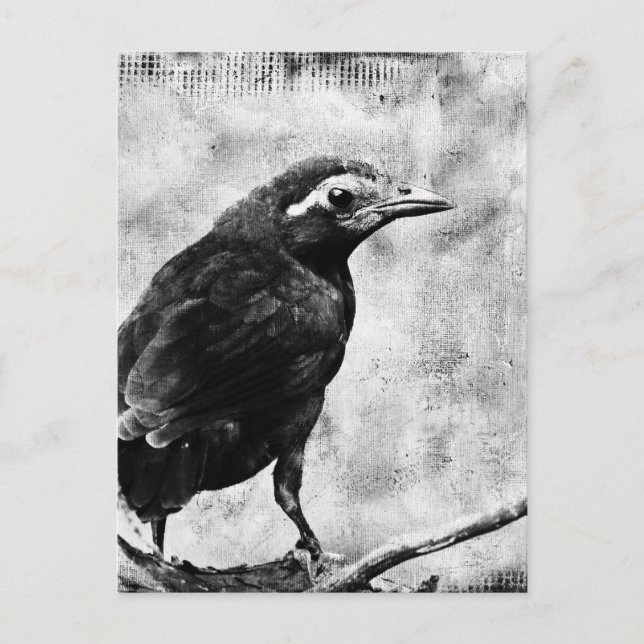 Cartão Postal Young Grackle (Frente)