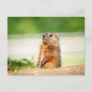 Cartão Postal Young Groundhog