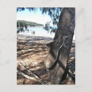 Cartão Postal Young Koala, Geoffrey Bay, Ilha Magnética