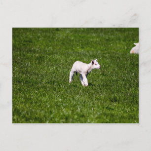 Cartão Postal Young Lamb