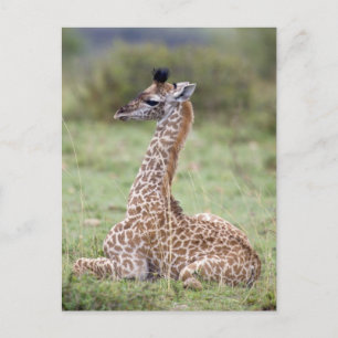 Cartão Postal Young Masai Giraffe (Giraffa camelopardalis)