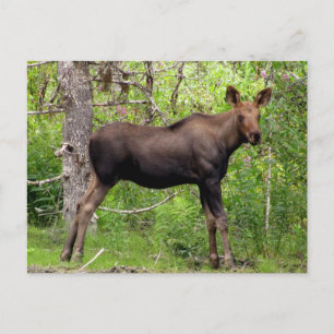 Cartão Postal Young Moose