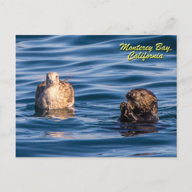 Cartão Postal Young Otter Monterey Bay, California Postcard (Frente)