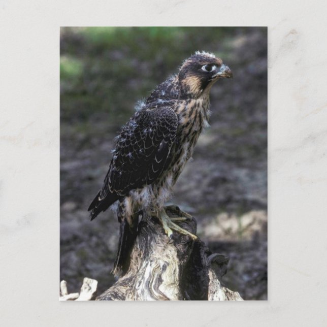 Cartão Postal Young Peregrine Falcon (Frente)