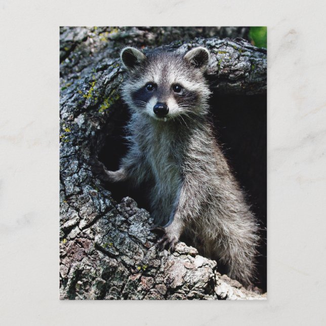 Cartão Postal Young Raccoon (Frente)