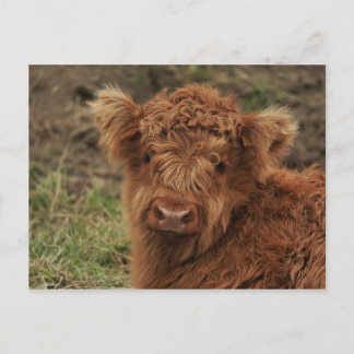 Cartão Postal Young Scottish Highlander