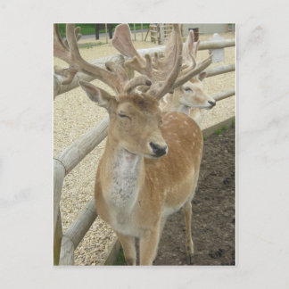 Cartão Postal Young Stags