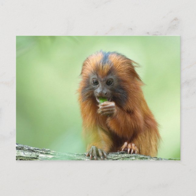 Cartão Postal Youngster ouro (Frente)