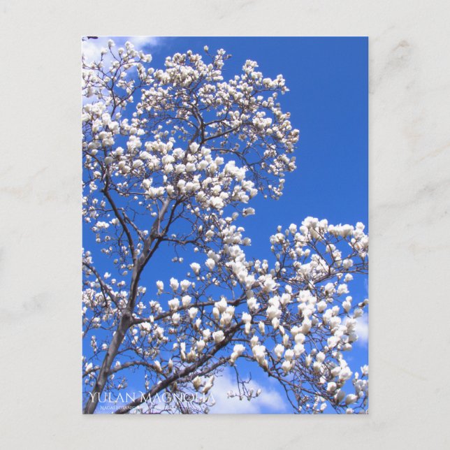 Cartão Postal Yulan Magnolia: Cartão-postal (Frente)