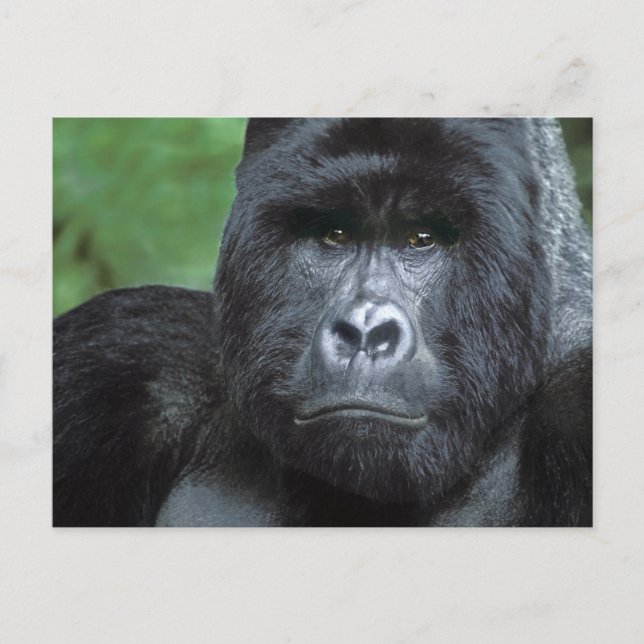 Cartão Postal Zaire, Parque Nacional Virungas. Retrato de (Frente)